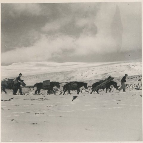 Hross ferða skíði og annan búnað. Borgarskjalasafn Reykjavíkur. 